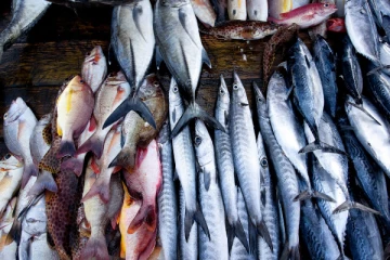 இலங்கையில் மீன் பிரியர்களுக்கு மகிழ்ச்சியான தகவல்