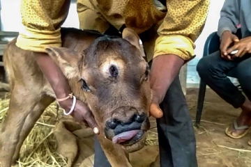 மூன்று கண்களுடன் பிறந்த கன்றுக்குட்டி: கடவுளின் அவதாரம் என போற்றும் மக்கள்