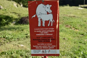 குழந்தைகளுடன் மலையேற்றத்துக்குச் சென்ற பெண்: பசுக்களால் நேர்ந்த பரிதாபம்