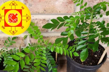 வாஸ்து: இந்த விஷயம் தெரியாமல் வீடுகளில் கருவேப்பில்லை மரம் வளர்க்காதீர்கள்