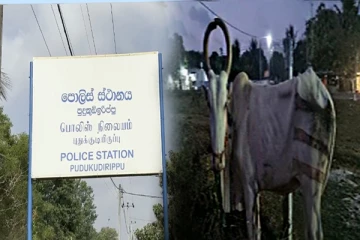 முல்லைத்தீவில் மாடுகளை கடத்தி சென்றவர்கள் கைது