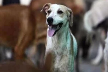 5 நாட்கள் நாய் உணவை சாப்பிட்டால் ரூ.5 லட்சம் பரிசு  - ஆம்னி நிறுவனத்தின் அதிரடி அறிவிப்பு