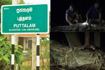 புத்தளத்தில் தனியார் வீட்டு தோட்டத்தினுள் புகுந்த இராட்சத முதலை