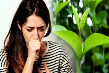 நாள்பட்ட சளிக்கு உடனடி நிவாரணம் தரும் கொய்யா இலை- எப்படி சாப்பிட்டால் பலன்?