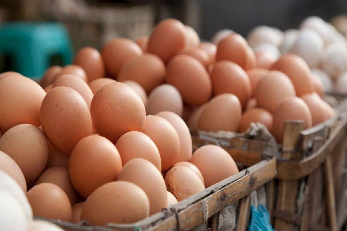 மீண்டும் உயரும் முட்டை விலை - புதிய விலை நாளை முதல் நடைமுறையில் | Egg Prices To Increase From Tomorrow மீண்டும் உயரும் முட்டை விலை - புதிய விலை நாளை முதல் நடைமுறையில் | Egg Prices To Increase From Tomorrow