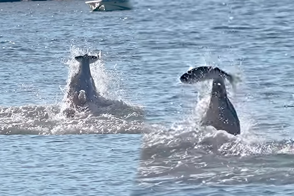 Viral Video: டால்பினின் அட்டகாசமான மீன் வேட்டை... எத்தனை தடவை பார்த்தாலும் சலிக்காத காட்சி | Dolphin Hunt Large Fish Viral Video