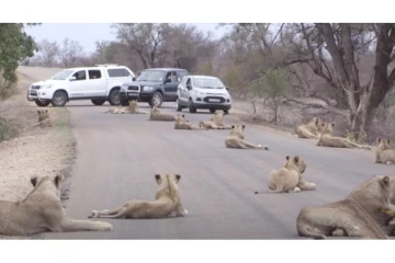 வீதியை மறித்து போராட்டத்தில் இறங்கிய சிங்கங்கள்! செய்வதறியாது நின்ற பயணிகள்! வீடியோ வைரல்