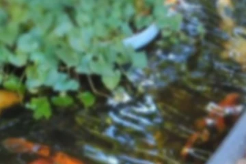 පුංචි දරුවෙකු මාළු ටැංකියකට බිලිවූ බිහිසුණු සිදුවීම...