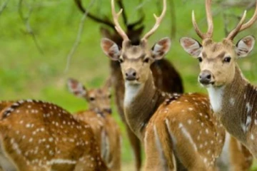 ආහාර අර්බුදය හේතුවෙන්, සත්තු වත්තෙන් තෝරගත් සතුන් කිහිපයකට සිදු කිරිමට යන දේ..