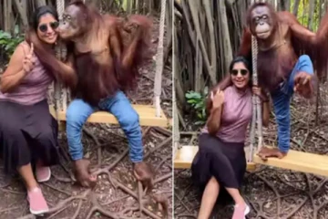 இளம்பெண்ணிற்கு காதலான மாறிய சிம்பன்ஸி! ரொமான்ஸில் அரங்கேறிய முத்தமழை