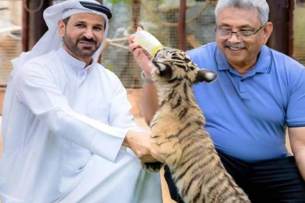 புலிக்கு பாலூட்டிய கோட்டாபய நாடு திரும்பினார் !(PHotos) | Gotabaya Returned To The Country