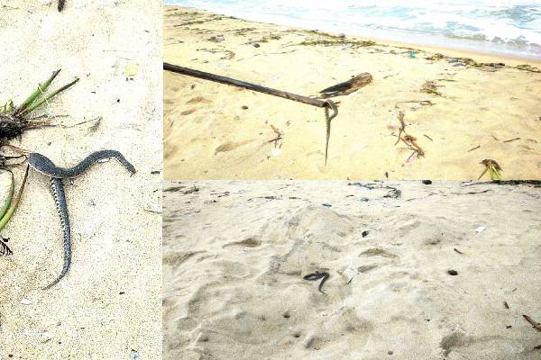 கடற்கரைப்பகுதியில் அதிகரித்துள்ள விச ஜந்துக்களின் நடமாட்டம்: மக்களுக்கு விடுக்கப்பட்டுள்ள எச்சரிக்கை - ஐபிசி தமிழ்