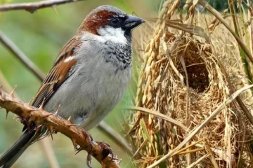 வீட்டில் குருவி கூடு கட்டினால் அசுபமா? வாஸ்து சொல்லும் புதிய தகவல்