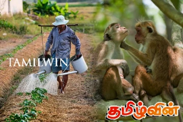 பேசுபொருளான டோக் குரங்குகள்: களத்தில் இறங்கும் விவசாயிகள்