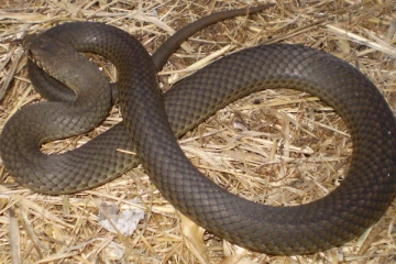 இப்படிக்கூடவா? அமெரிக்காவில் மரண வேதனையை அனுபவிக்கும் பெண்!