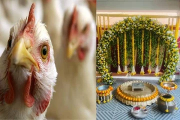 பிராய்லர் சிக்கன் சாப்பிட்டால் பெண்கள் விரைவில் வயதுக்கு வருவார்களா?