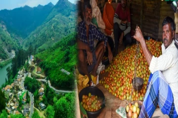 'அப்போ திட்னாங்க, இப்போ பாராட்டுறாங்க' - ரூ.80க்கு தக்காளி விற்பனை செய்யும் ஊட்டி சகோதர்கள்!