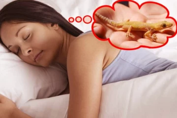 அடிக்கடி கனவில் பல்லி வந்தால் சுப பலனா அசுப பலனா? சாஸ்திரம் கூறுவது இதுதான்