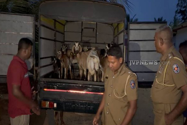 முல்லைத்தீவில் காவலாளிகளை தாக்கிவிட்டு 35 ஆடுகளை திருடிச் சென்றவர் சிக்கினர்! | Man Stole 35 Goats Attacking Guards In Mullaitivu