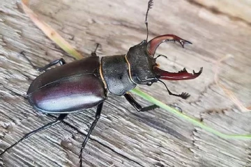 இந்த பூச்சி மட்டும் இருந்தா போதும்; ஆடி, BMW காரே வாங்கிடலாம் - அவ்வளவு விலை!