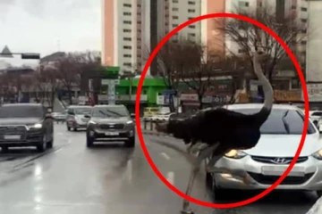 சாலையில் திடீரென ஓடிய ராட்சத நெருப்புக்கோழி: அதிர்ச்சியடைந்த சாரதிகள்! வைரல் விடீயோ