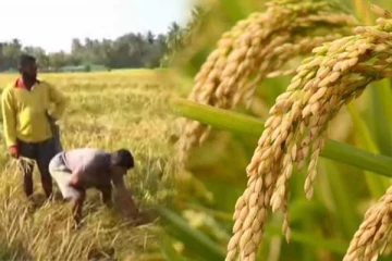 වී මිළ සම්බන්ධයෙන් ගොවීන්ගෙන් මිළක්..