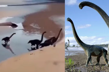 கடற்கரையில் ஓடித்திரியும் குட்டி டைனோசர்கள்! இணையத்தை அதிர்ச்சிக்கு உள்ளாக்கிய வீடியோ