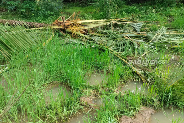 கந்தளாயில் மீண்டும் யானைகளின் அட்டகாசம்! விவசாயிகளை காப்பாற்றுமாறு கோரிக்கை | Elephants Are Once Again Rampaging In Kandalai கந்தளாயில் மீண்டும் யானைகளின் அட்டகாசம்! விவசாயிகளை காப்பாற்றுமாறு கோரிக்கை | Elephants Are Once Again Rampaging In Kandalai