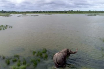 பல ஏக்கர் விவசாய நிலங்கள் நாசம் ; கவலையில் விவசாயிகள்