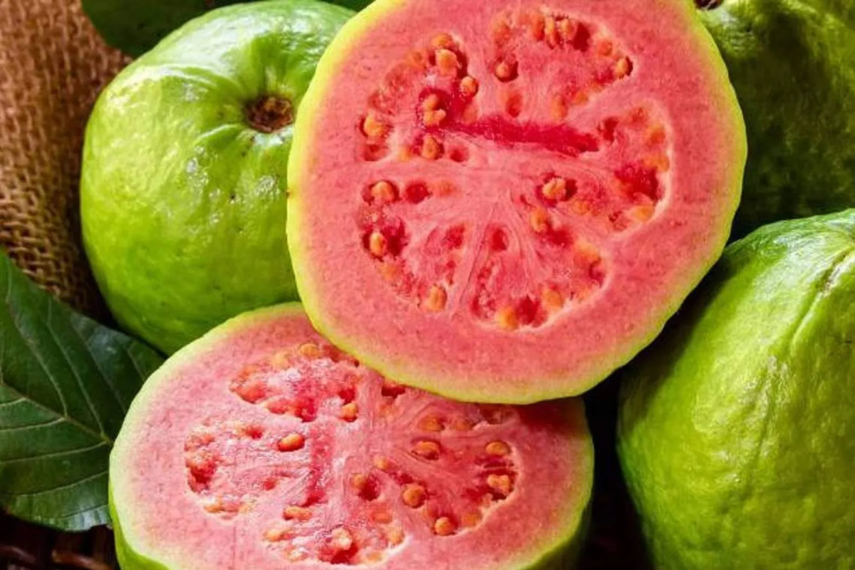 எளிதில் கிடைக்கும் கொய்யா பழத்தில் இவ்வளவு நன்மையா? வாங்க தெரிஞ்சுக்கலாம்! | So Many Benefits In Easily Available Guava Fruit