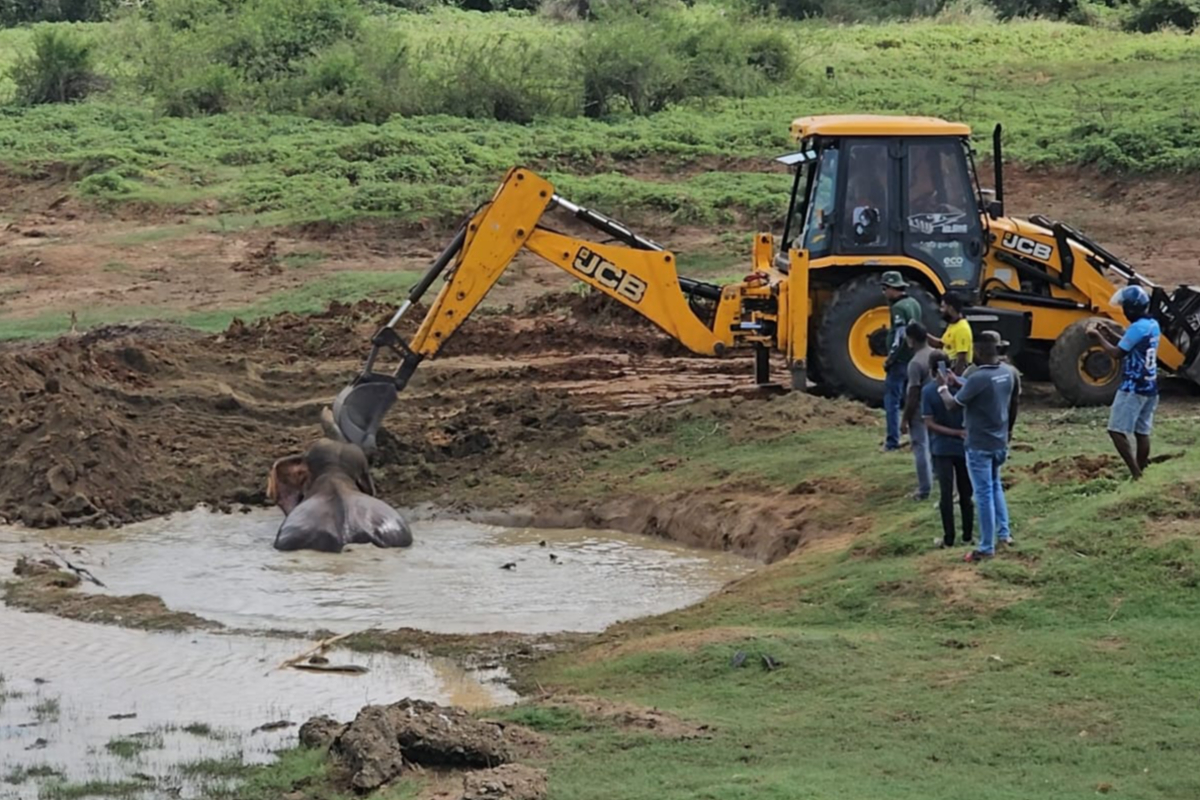 முல்லைத்தீவில் மூன்று நாட்களாக கிடங்கில் வீழ்ந்து போராடிய யானை மீட்பு | Elephant Rescued After Struggling To Survive முல்லைத்தீவில் மூன்று நாட்களாக கிடங்கில் வீழ்ந்து போராடிய யானை மீட்பு | Elephant Rescued After Struggling To Survive