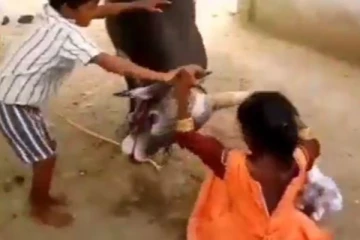 ஜல்லிக்கட்டு மாட்டையே தலைசுற்ற வைத்த சிறுவர்கள்.... தமிழன்டா! தெறிக்க விடும் குட்டி வீரர்களின் காட்சி