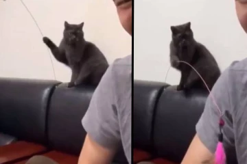 ஓனருக்கே நூல் விடும் குறும்புக்கார பூனை! அந்த காட்சியை நீங்களே பாருங்க