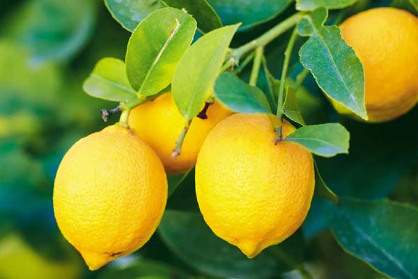 எலுமிச்சை பழம் ஒரு மாதம் வரை காயாமல் இருக்க வேண்டுமா? இதை மட்டும் செய்தால் போதும் | Lemons Fresh For Months This Method Follow எலுமிச்சை பழம் ஒரு மாதம் வரை காயாமல் இருக்க வேண்டுமா? இதை மட்டும் செய்தால் போதும் | Lemons Fresh For Months This Method Follow