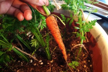 ඔබේ ගෙදර පුංචි ඉඩක කැරට් හදමු