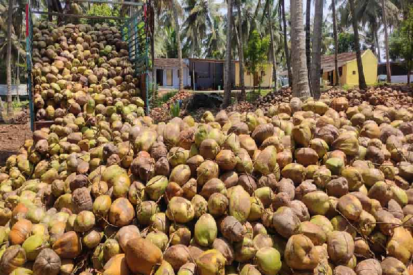 வடமாகாணத்தி்ல் இலங்கையின் இரண்டாவது தெங்கு முக்கோண வலயம் | Second Coconut Triangle Launched Northern Province