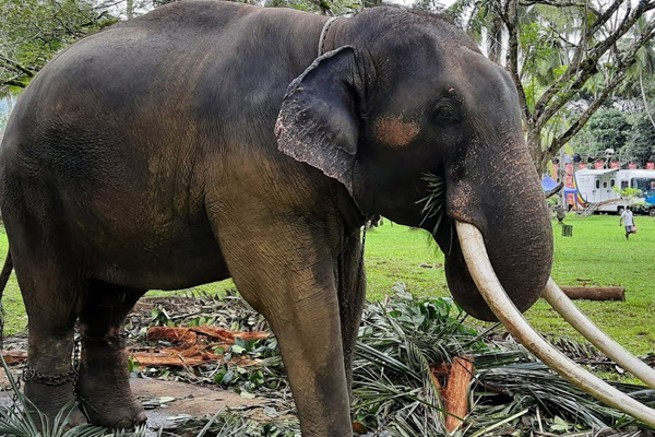 அதிகாரிகள் அசமந்தம்; மீண்டும் தாயகம் செல்லும் முத்துராஜா | Elephant Muthuraja Returns Home