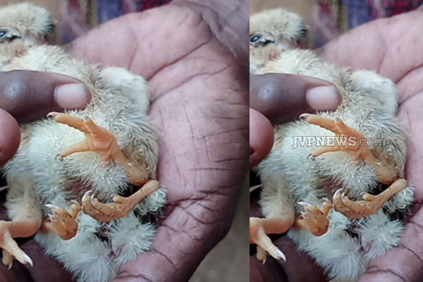 யாழில் வித்தியாசமாக பிறந்த கோழி குஞ்சு! ஆச்சரியத்தில் மக்கள்! | Chicken Born Differently In Yali Surprise People