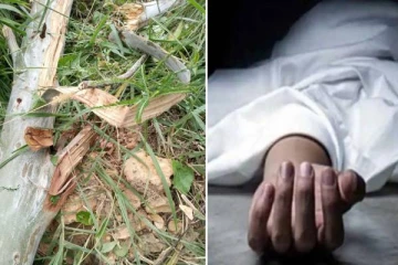 வெட்டி சாய்க்கப்பட்ட மரத்தில் சிக்கி ஒருவர் பலி