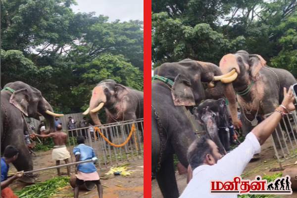 viral video: யானை vs யானை... நடு வீதியில் ஆக்ரோஷமாக மோதிக்கொள்ளும் காட்சி! | Elephant Vs Elephant Fight Video Viral