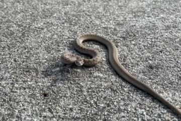 கொடிய விஷமுள்ள பாம்பை கடித்து கொன்ற குழந்தை