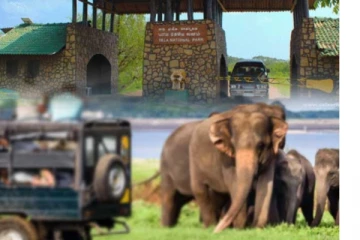 යාලේ දී සතුන්ට වධ දුන් කල්ලියට සිදු වූ දේ..