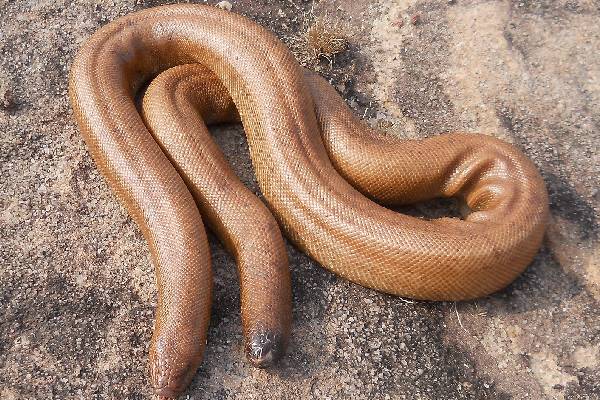 கோடிக்கணக்கில் விலை போகும் மண்ணுளிப்பாம்பு - இது உண்மை தானா? | Red Sand Boa Snake Fact Is It True