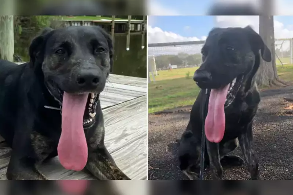 நாக்கால் கின்னஸ் இல் இடம்பிடித்த நாய் | Tongue Dog In The Guinness Book Of World Records