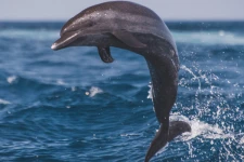 நதி டால்ஃபினை துடி துடிக்க கொடூரமாக அடித்து கொன்ற கும்பல்! வைரலாகும் பரிதாப வீடியோ: 3 இளைஞர்கள் கைது