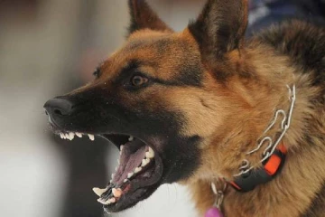 5 வயது சிறுமி படுகாயம் - ஆசையாய் வளர்த்த செல்ல நாய்கள் செய்த கொடூரம்!