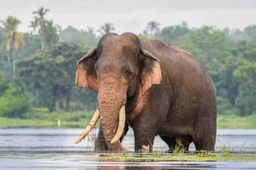 காவன்திஸ்ஸவின் யானையின் மரணம் குறித்து விசாரிக்குமாறு நீதிமன்றம் உத்தரவு