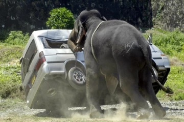 காட்டு யானையின் தாக்குதலில் மயிரிழையில் தப்பிய வெளிநாட்டு தம்பதி