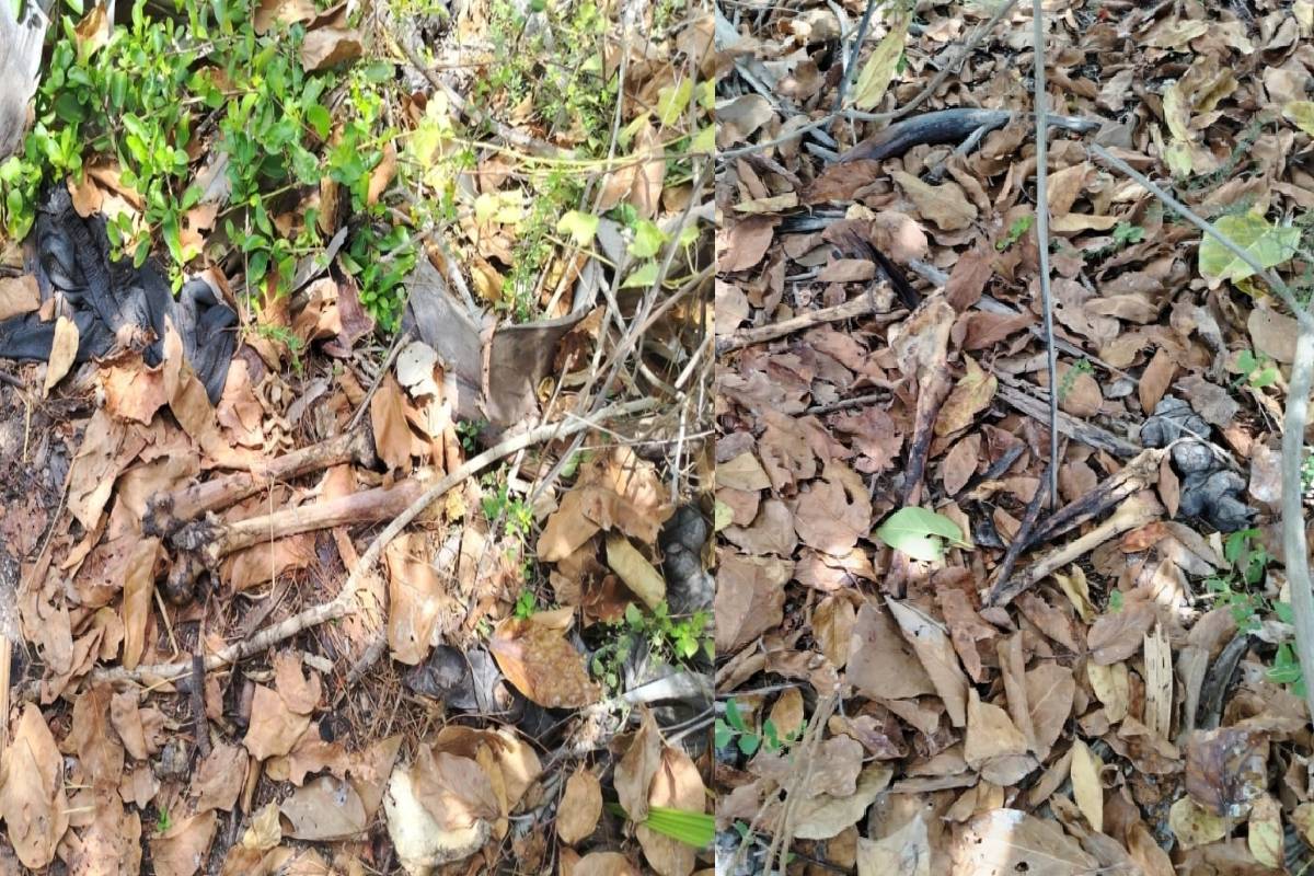 யாழில் நேர்ந்த மர்ம சம்பவம் ; தனியார் காணியிலிருந்து மனித எலும்புகள் மீட்பு | Human Bones Recovered From Private Land In Jaffna யாழில் நேர்ந்த மர்ம சம்பவம் ; தனியார் காணியிலிருந்து மனித எலும்புகள் மீட்பு | Human Bones Recovered From Private Land In Jaffna