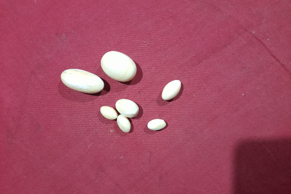 கஜமுத்துக்களுடன் விசேட அதிரடிப் படையினரால் ஒருவர் கைது (Photos) | Man Arrested With Pearls
